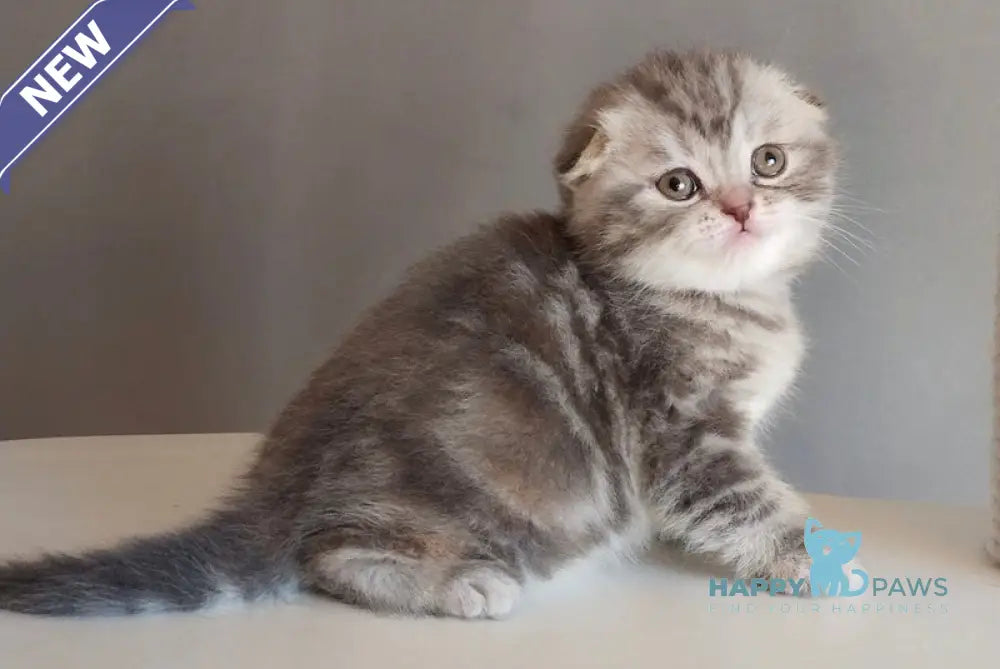 Ilene Scottish Fold female blue tortie tabby live animals