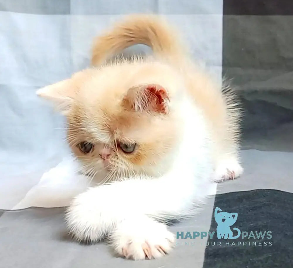 Ilian Exotic male cream bicolour live animals