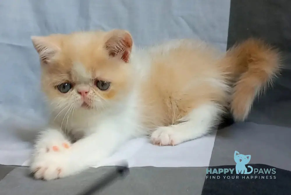 Ilian Exotic male cream bicolour live animals