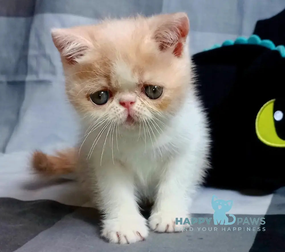 Ilian Exotic male cream bicolour live animals