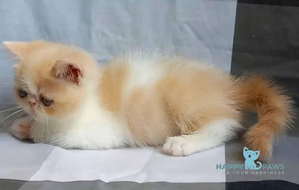 Ilian Exotic male cream bicolour live animals