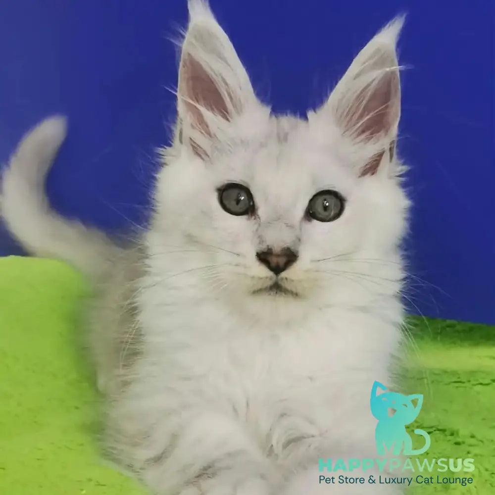Ilian Maine Coon male black silver shaded - live animals