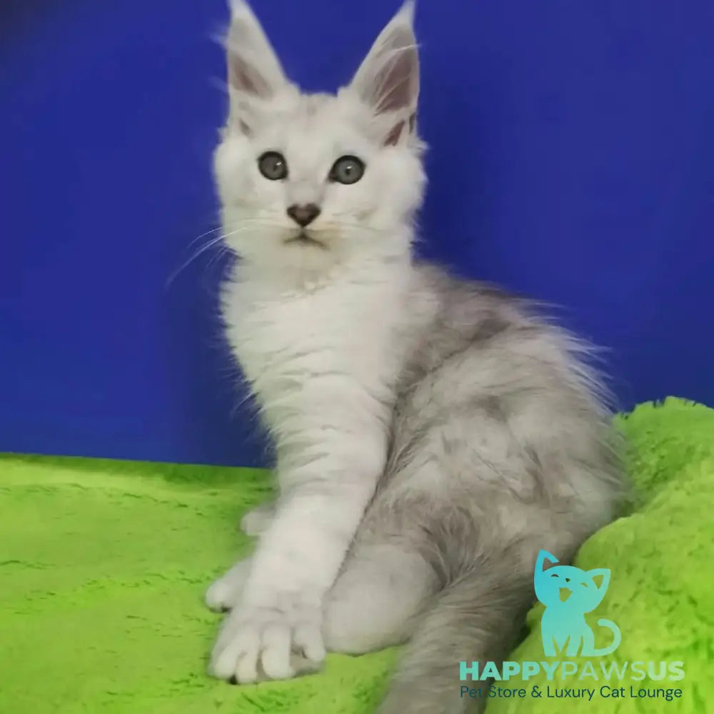 Ilian Maine Coon male black silver shaded - live animals