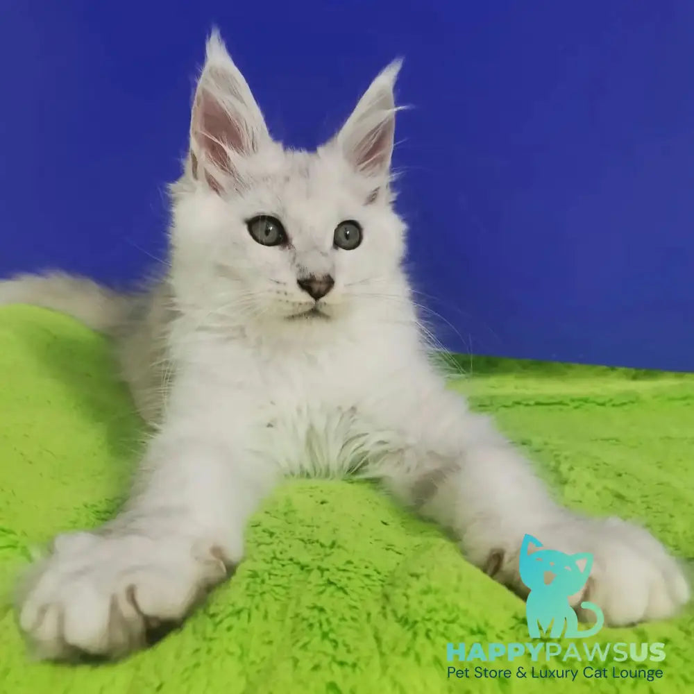Ilian Maine Coon male black silver shaded - live animals