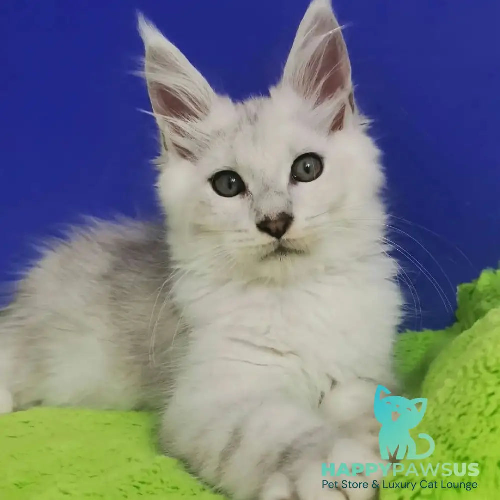 Ilian Maine Coon male black silver shaded - live animals