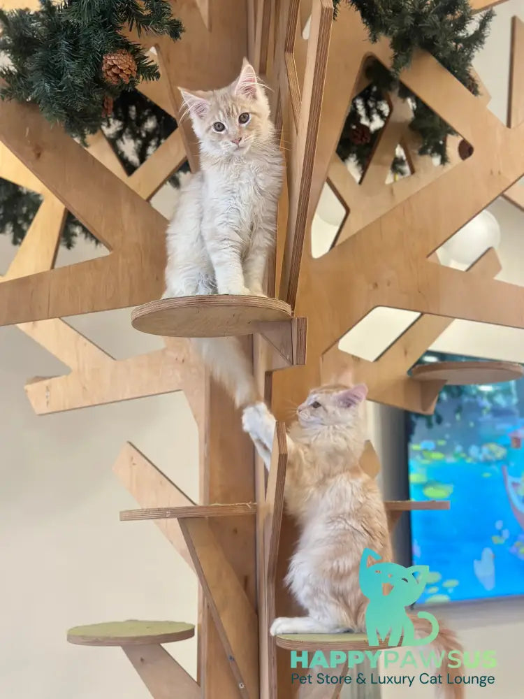 Ilis Maine Coon male red silver tabby live animals