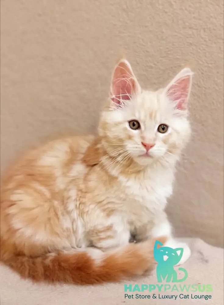 Ilis Maine Coon male red silver tabby live animals