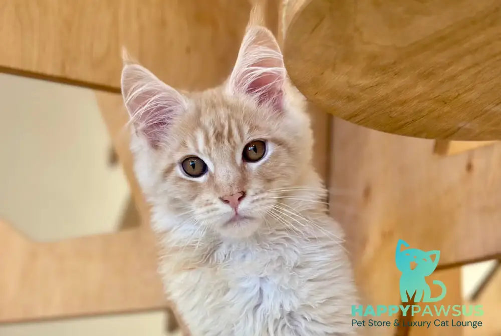 Ilis Maine Coon male red silver tabby live animals