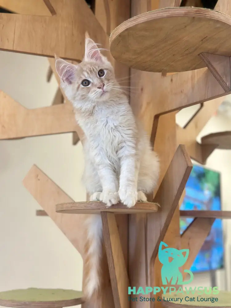 Ilis Maine Coon male red silver tabby live animals