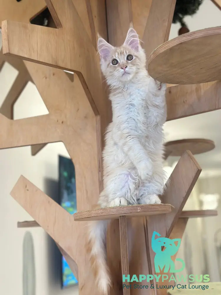Ilis Maine Coon male red silver tabby live animals