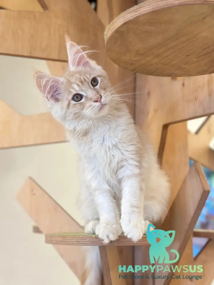 Ilis Maine Coon male red silver tabby live animals