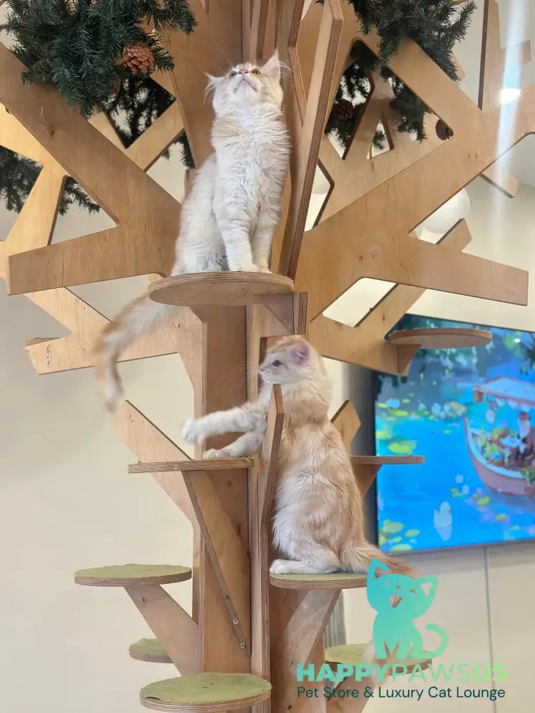 Ilis Maine Coon male red silver tabby live animals
