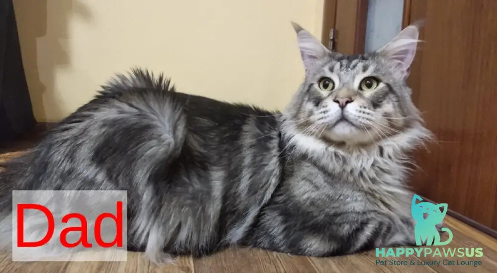 Ilis Maine Coon male red silver tabby live animals
