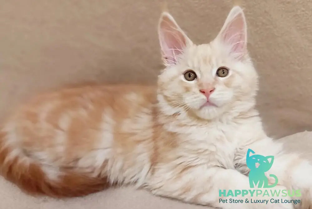 Ilis Maine Coon male red silver tabby live animals