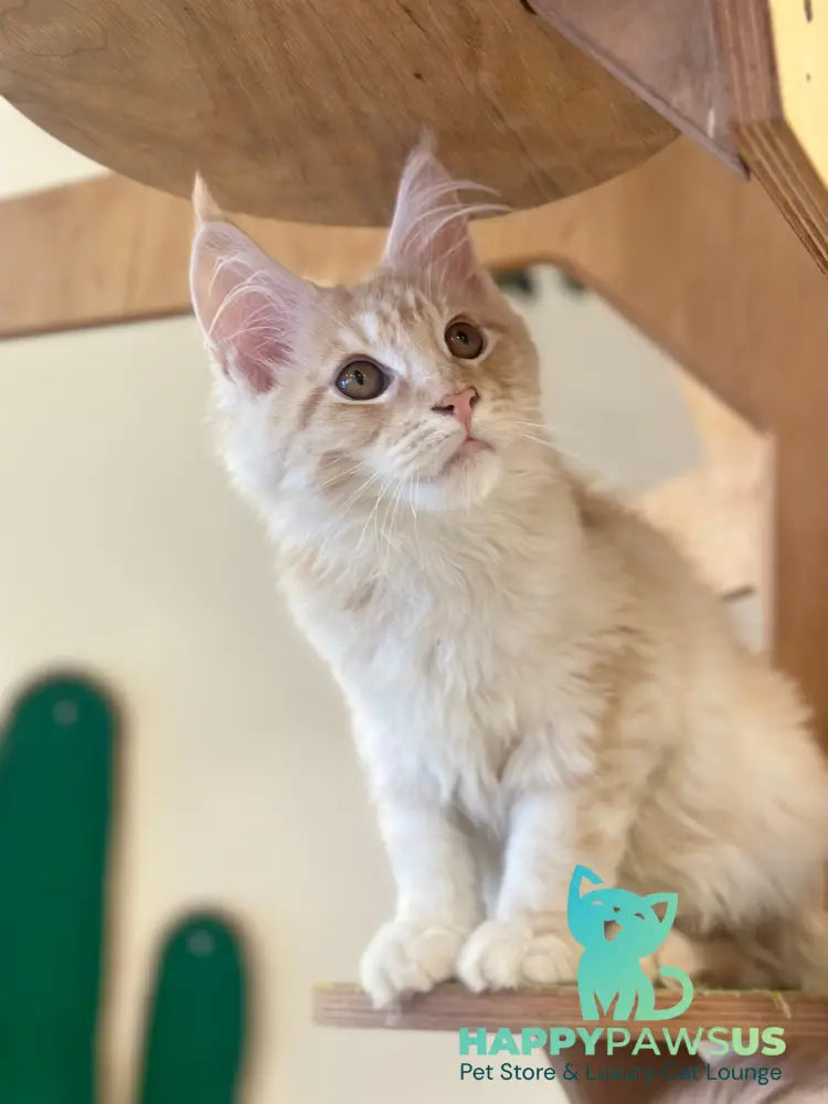 Ilis Maine Coon male red silver tabby live animals