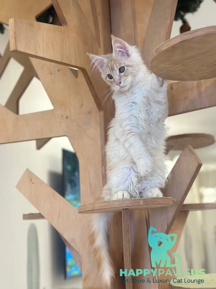 Ilis Maine Coon male red silver tabby live animals