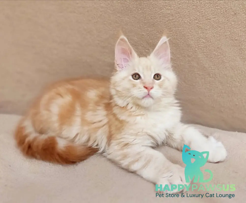 Ilis Maine Coon male red silver tabby live animals
