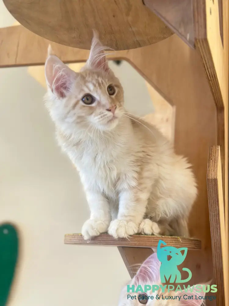 Ilis Maine Coon male red silver tabby live animals