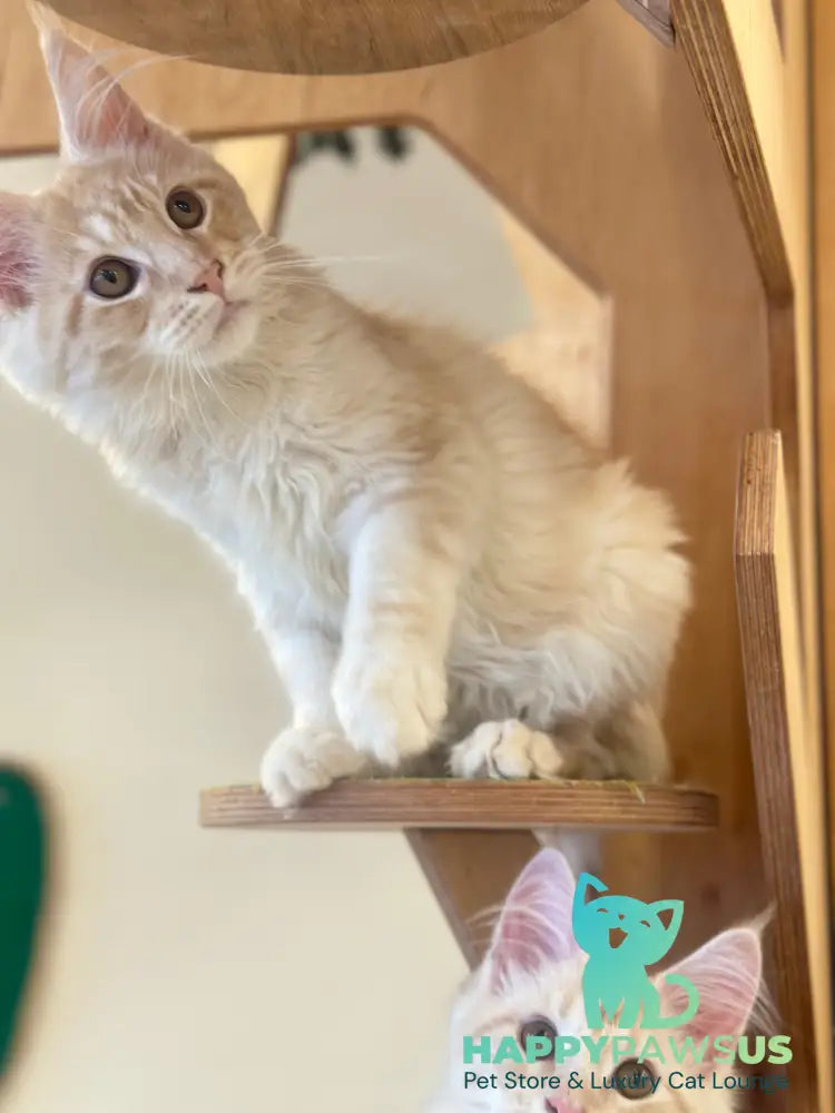 Ilis Maine Coon male red silver tabby live animals