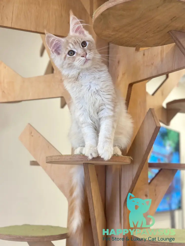 Ilis Maine Coon male red silver tabby live animals