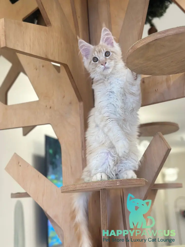 Ilis Maine Coon male red silver tabby live animals