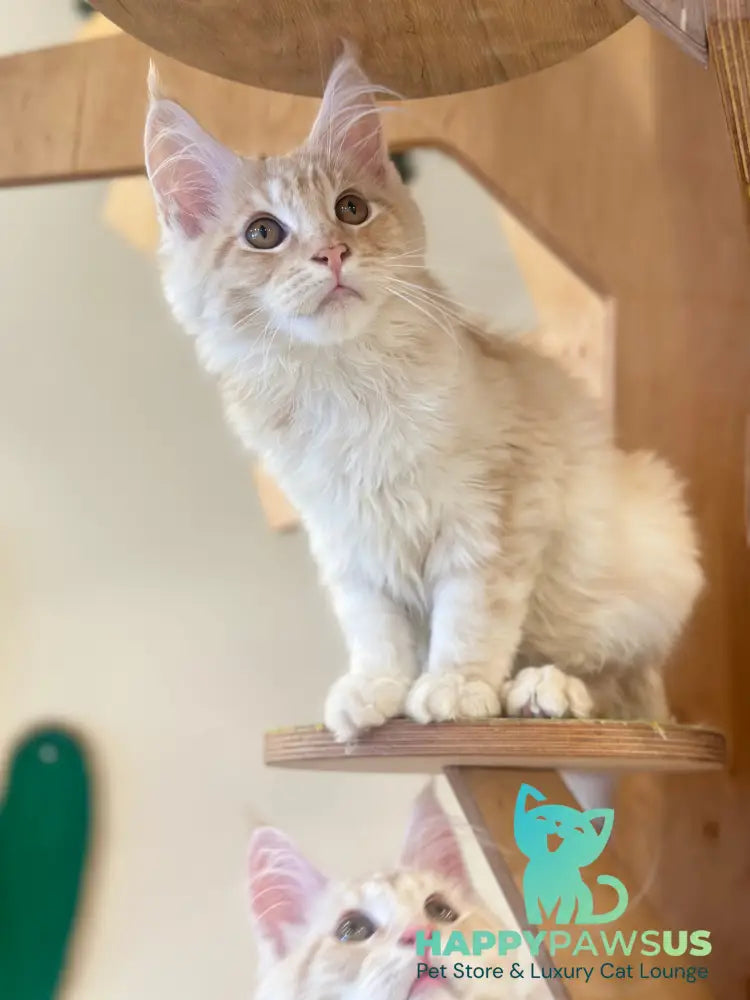 Ilis Maine Coon male red silver tabby live animals