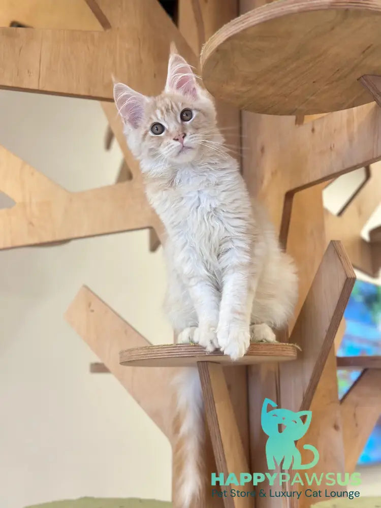 Ilis Maine Coon male red silver tabby live animals