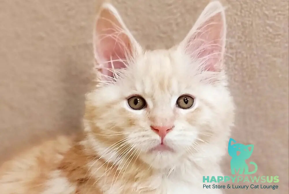 Ilis Maine Coon male red silver tabby live animals
