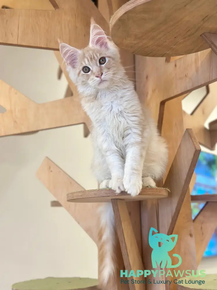 Ilis Maine Coon male red silver tabby live animals
