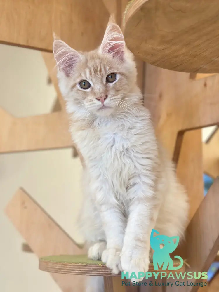 Ilis Maine Coon male red silver tabby live animals