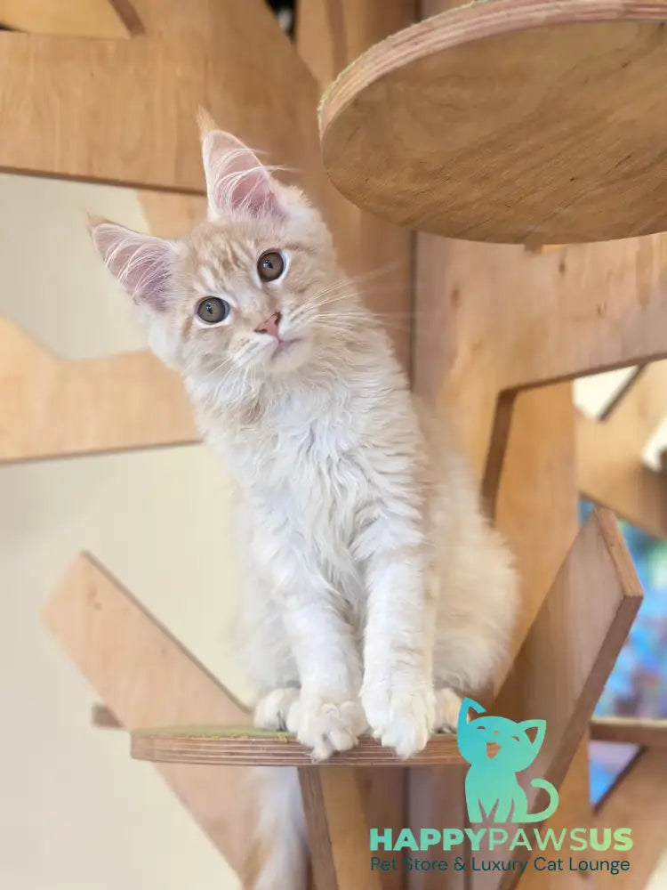 Ilis Maine Coon male red silver tabby live animals