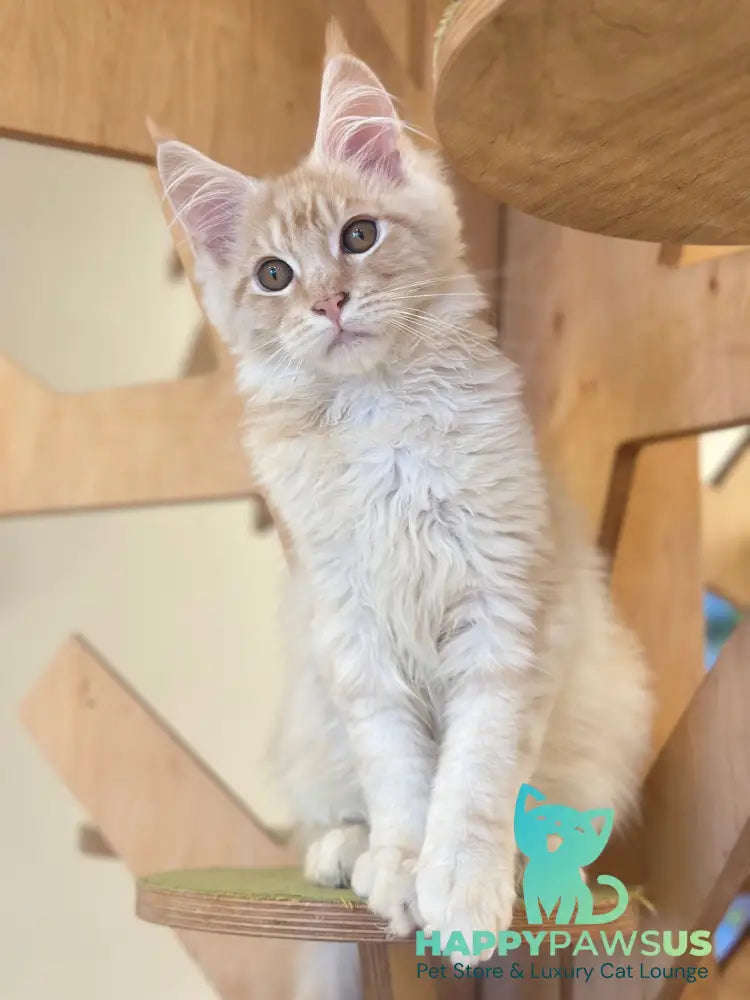 Ilis Maine Coon male red silver tabby live animals