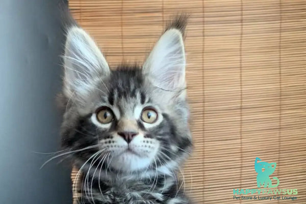 Iliya Maine Coon male black tabby live animals