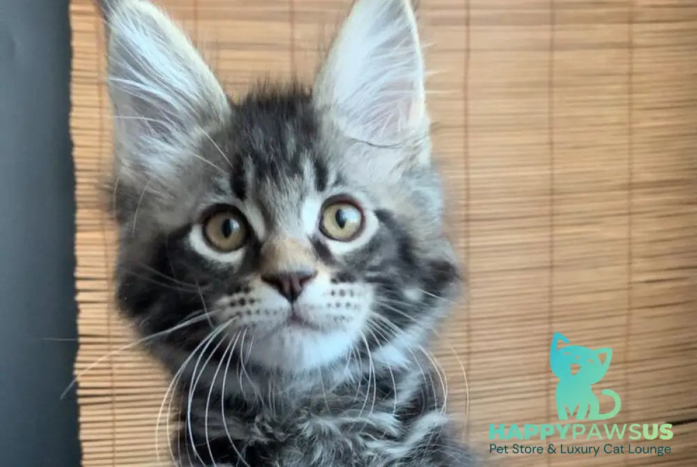 Iliya Maine Coon male black tabby live animals