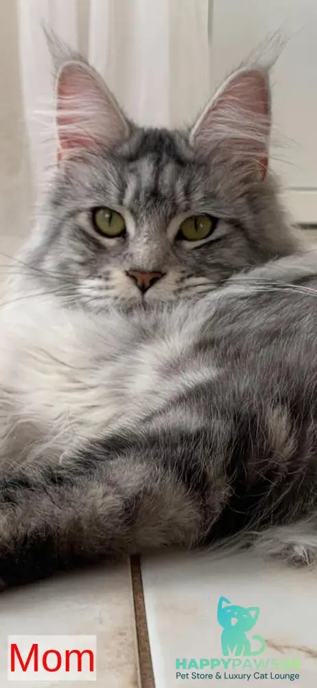 Iliya Maine Coon male black tabby live animals