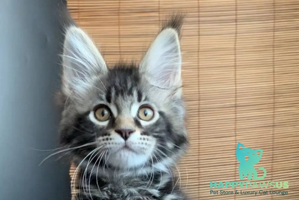 Iliya Maine Coon male black tabby live animals