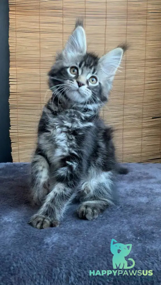 Iliya Maine Coon male black tabby live animals