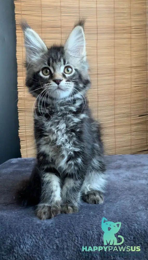 Iliya Maine Coon male black tabby live animals