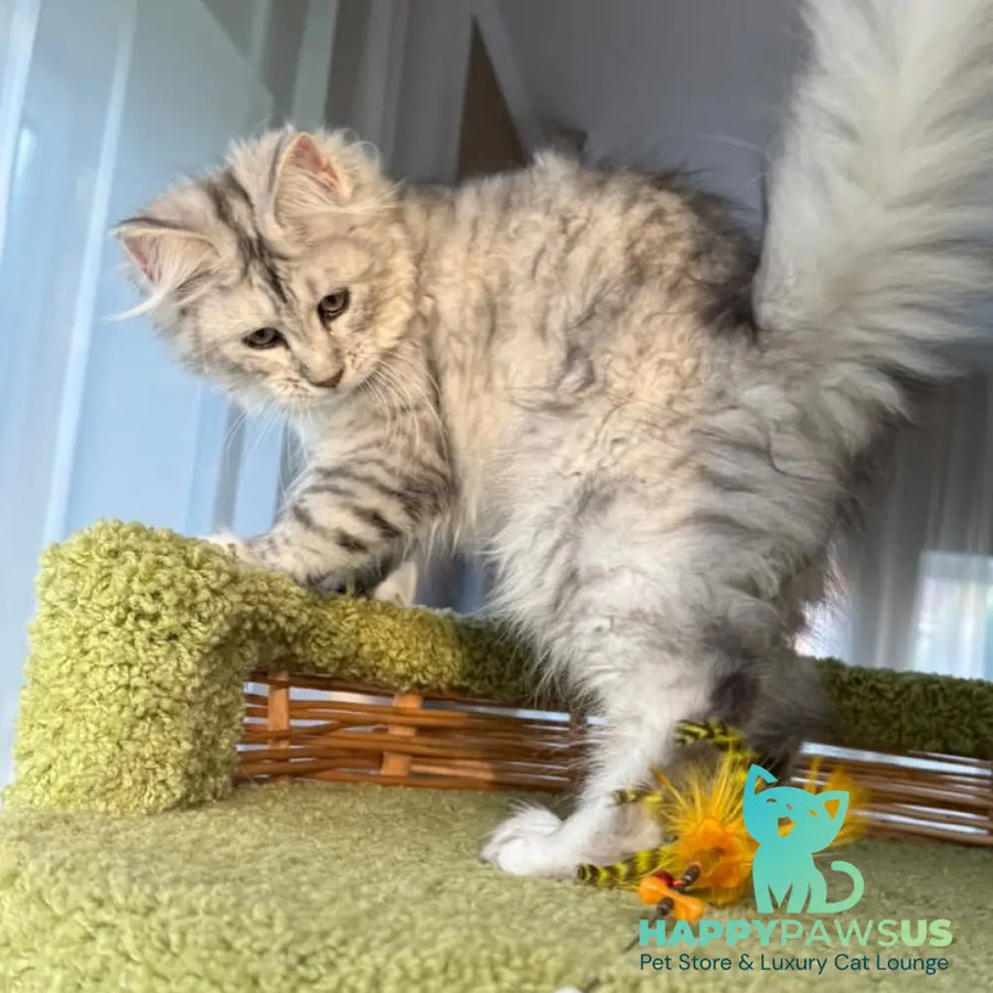 Illada Maine Coon female black tortie silver tabby - live animals