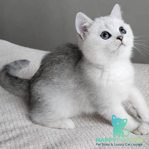 Illarion British Shorthair male black silver shaded - live animals