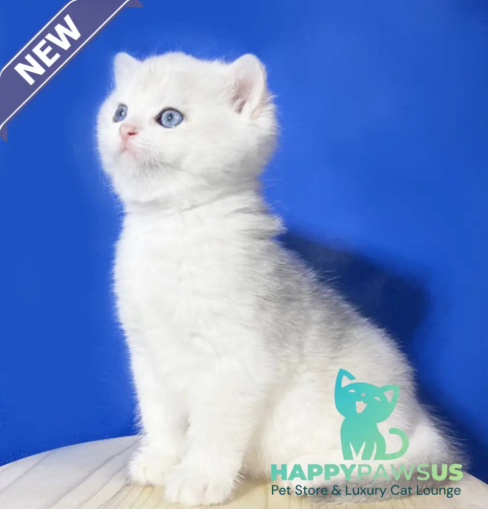 Illarion British Shorthair male blue golden shaded - live animals
