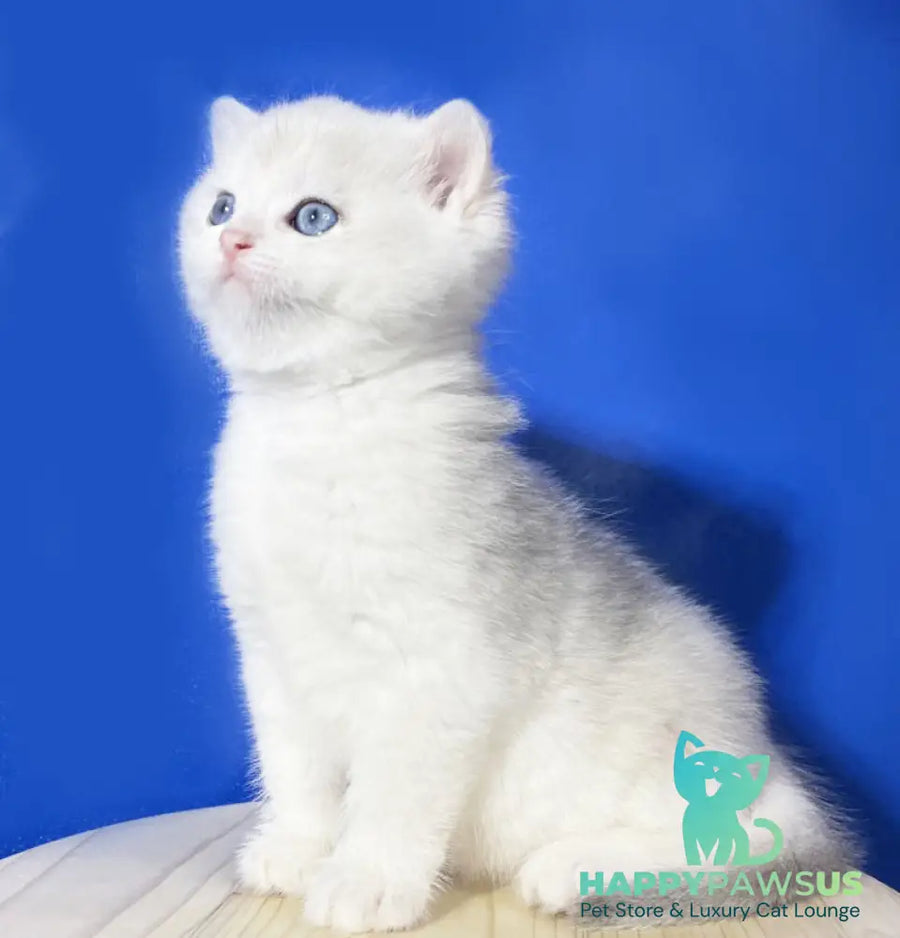 Illarion British Shorthair male blue golden shaded - live animals