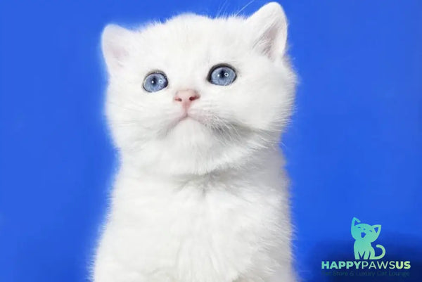 Illarion British Shorthair male blue golden shaded - live animals