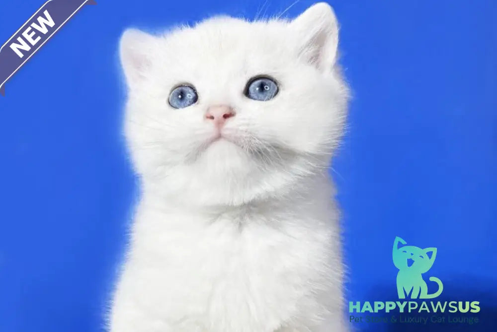 Illarion British Shorthair male blue golden shaded - live animals