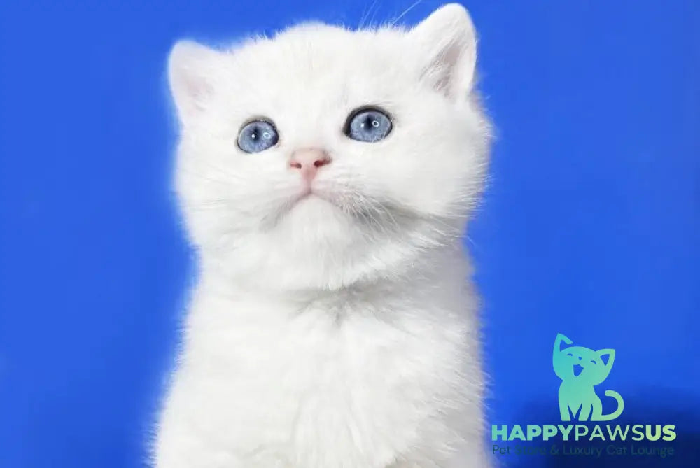 Illarion British Shorthair male blue golden shaded - live animals