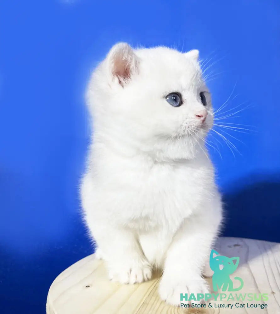 Illarion British Shorthair male blue golden shaded - live animals