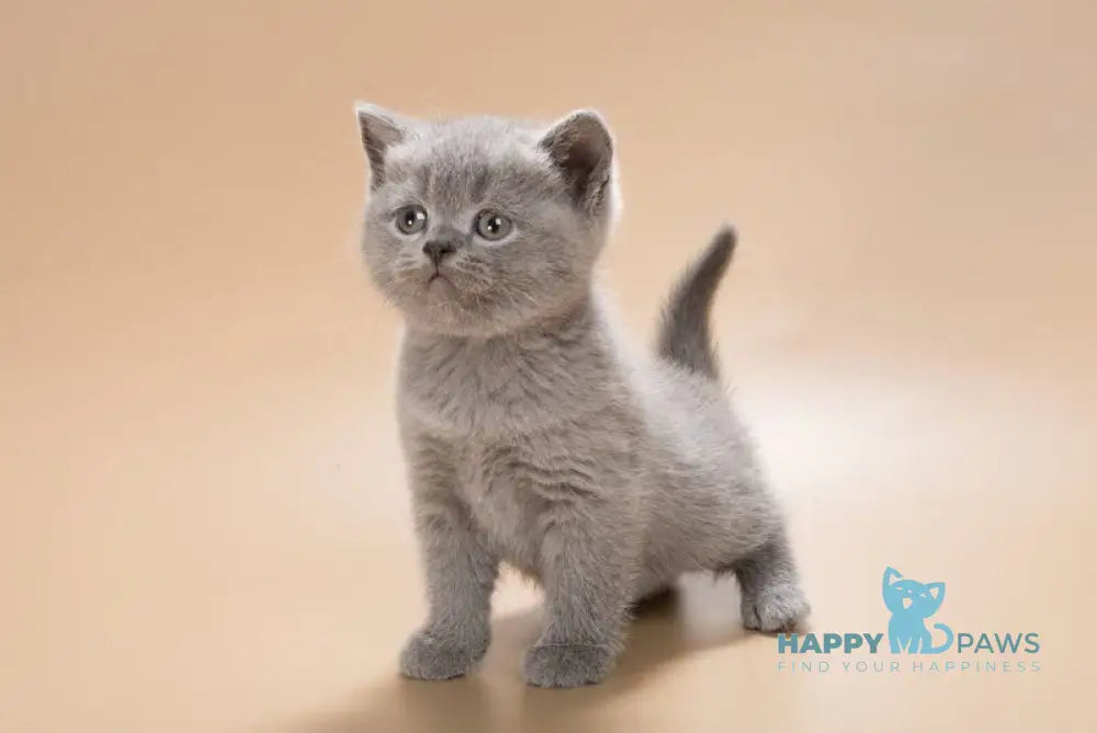 Illarion British Shorthair male blue live animals