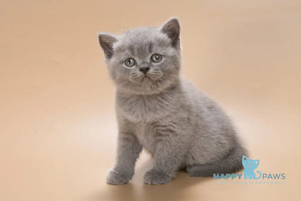Illarion British Shorthair male blue live animals