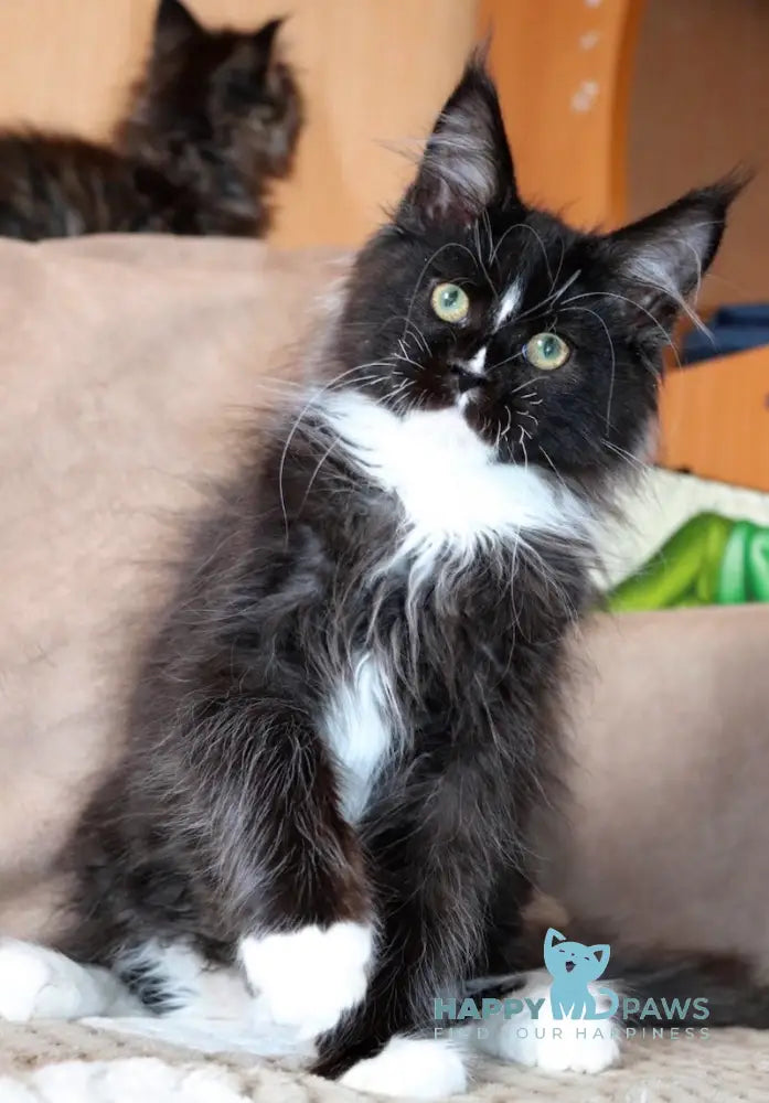 Illarion Maine Coon male black bicolour live animals