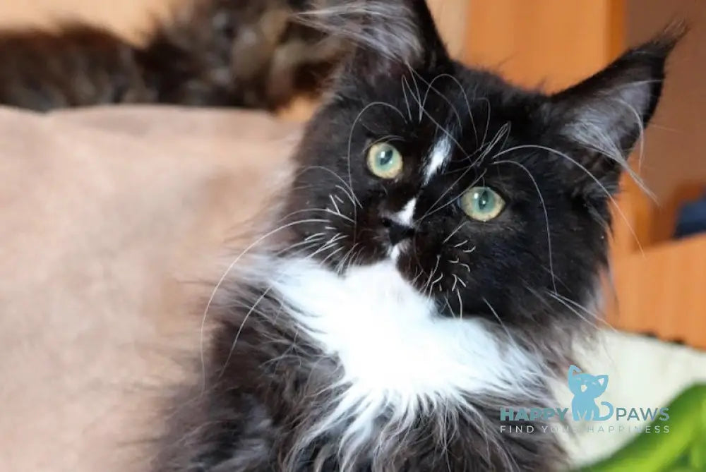 Illarion Maine Coon male black bicolour live animals